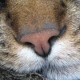 snorreraki Avatar