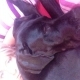 Romy1906 Avatar