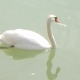 Schnienebiene Avatar