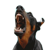 ronerider Avatar