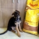 Deniz Hundehof Avatar