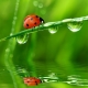 Ladybug Avatar
