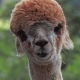 Sonicht Avatar