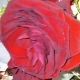 bgr Avatar