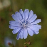Felicitas Avatar