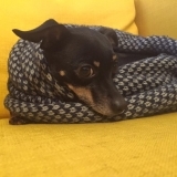 Hannelore Avatar