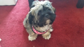 Lilly Avatar
