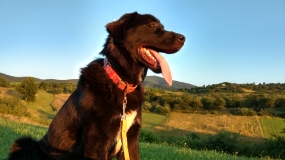 Salorno Avatar