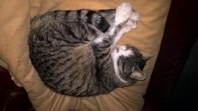 Müsli-Tante Avatar