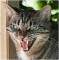 Lastrami Avatar