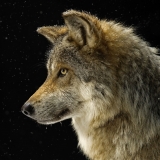 EinsamerWolf Avatar