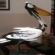 Hamburg Vogel Avatar